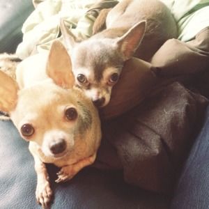 Meet your Posher, Casi